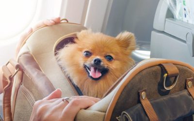 Resort Concierge Escapes Reviews Tips for Flying With a Furry Friend