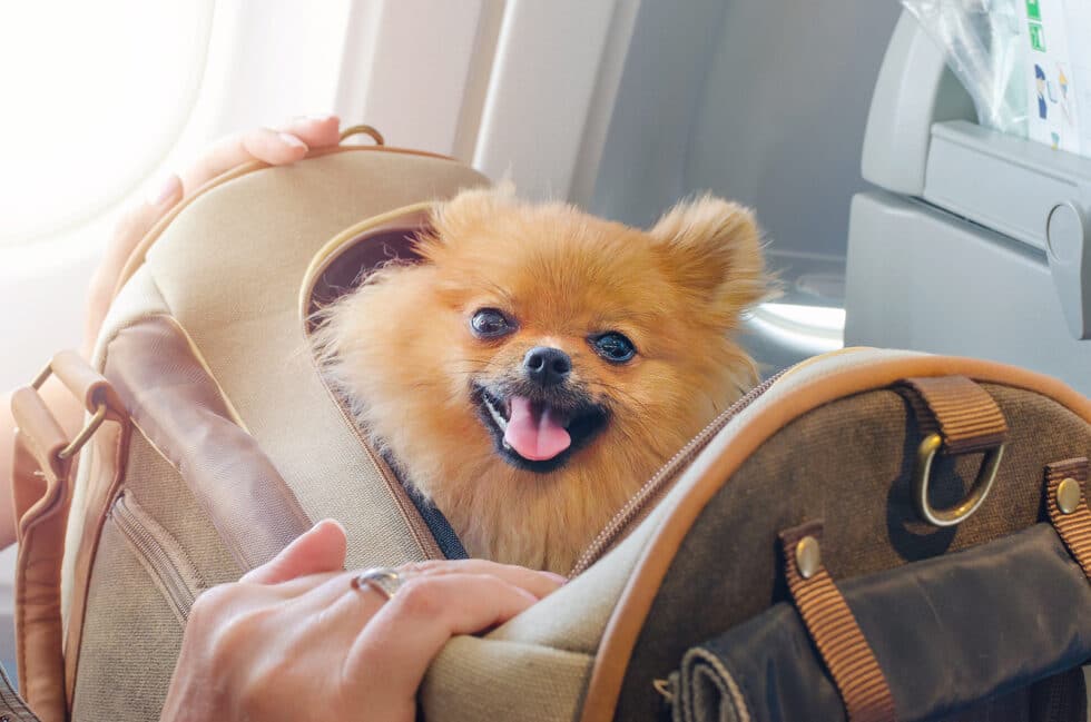 Resort Concierge Escapes Reviews illustrates a small dog traveling in a pet carrier during an airline journey.