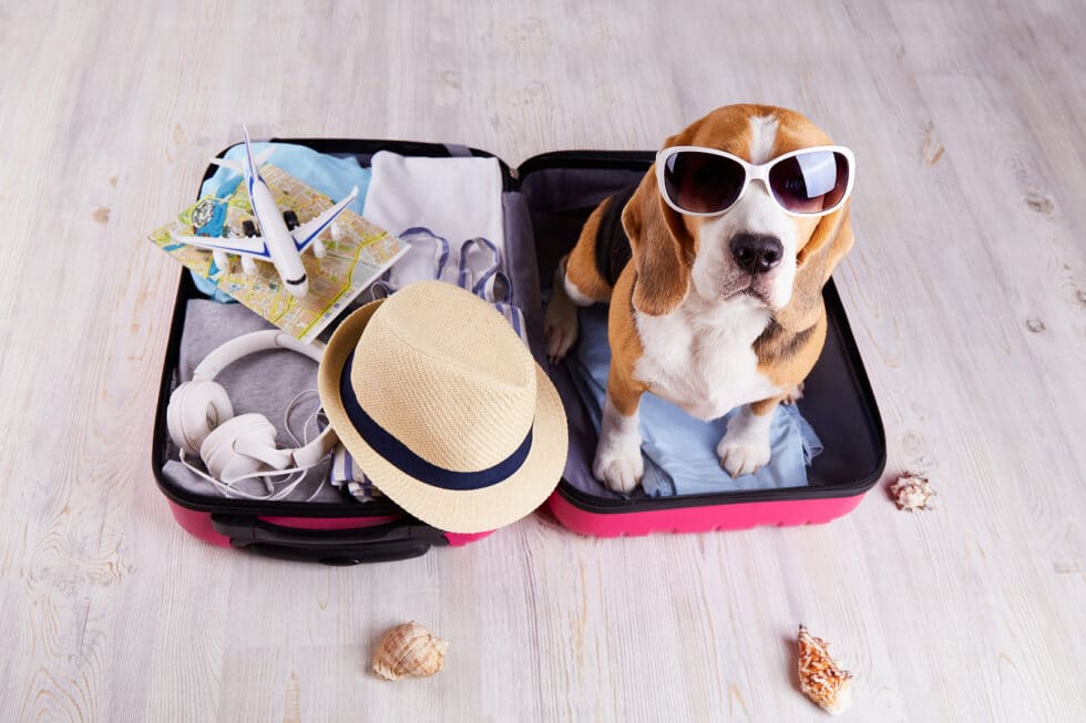 Resort Concierge Escapes Reviews shows a dog packed for travel with luggage and vacation essentials.